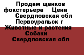 Продам щенков фокстерьера  › Цена ­ 5 000 - Свердловская обл., Первоуральск г. Животные и растения » Собаки   . Свердловская обл.
